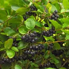 Black Chokeberry (Aronia melanocarpa)
