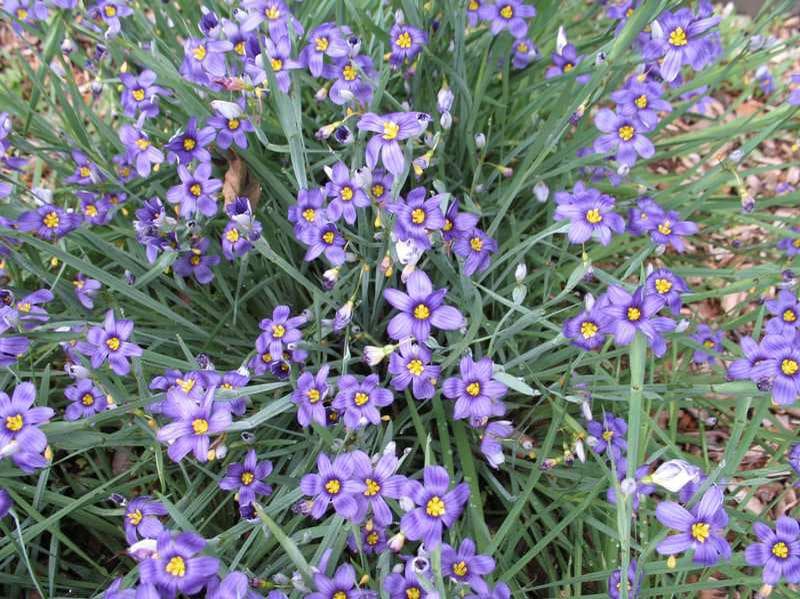 Blue Eyed Grass (Sisyrinchium angustifolium 'Lucerne')