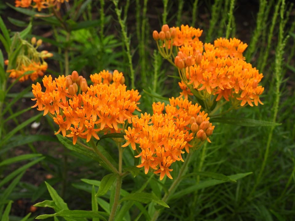 Butterfly Milkweed (Asclepias tuberosa)