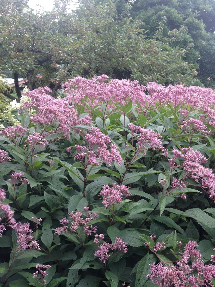 Coastal Joe Pye Weed (Eutrochium dubium)