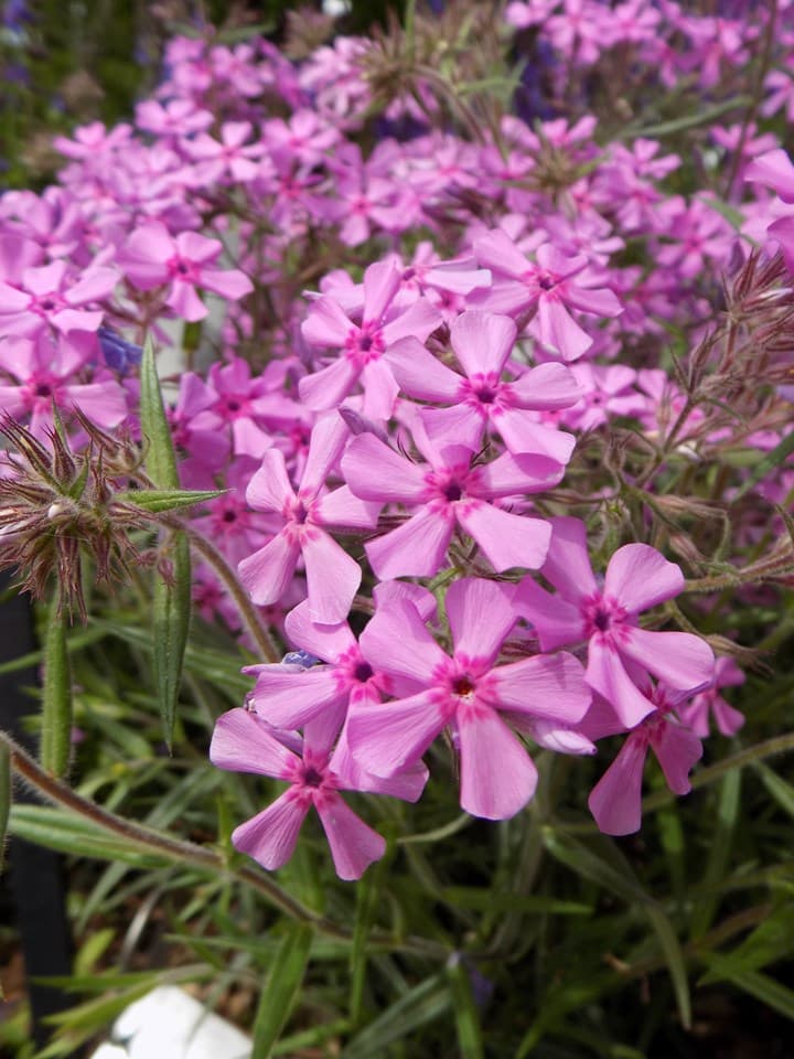 Downy Phlox (Phlox pilosa)
