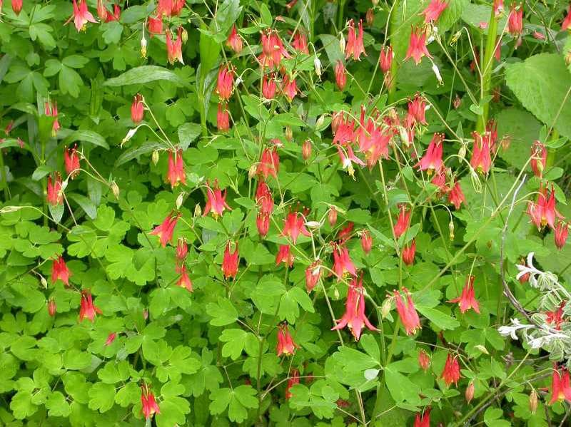Eastern Columbine (Aquilegia canadensis)