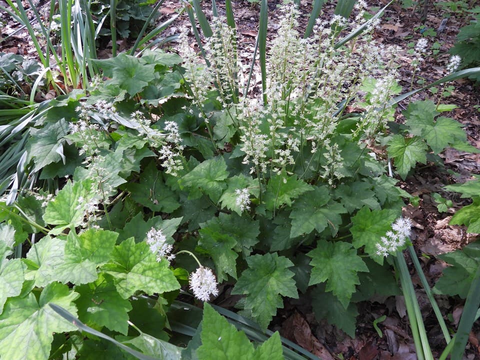 Foamflower (Tiarella cordifolia)