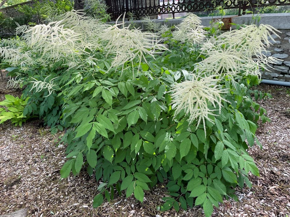 Goatsbeard (Aruncus dioicus)