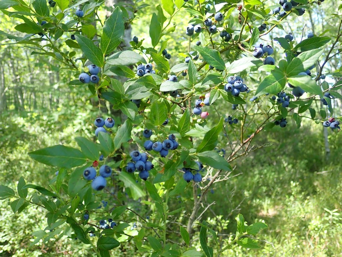 Highbush Blueberry (Vaccinium corymbosum)