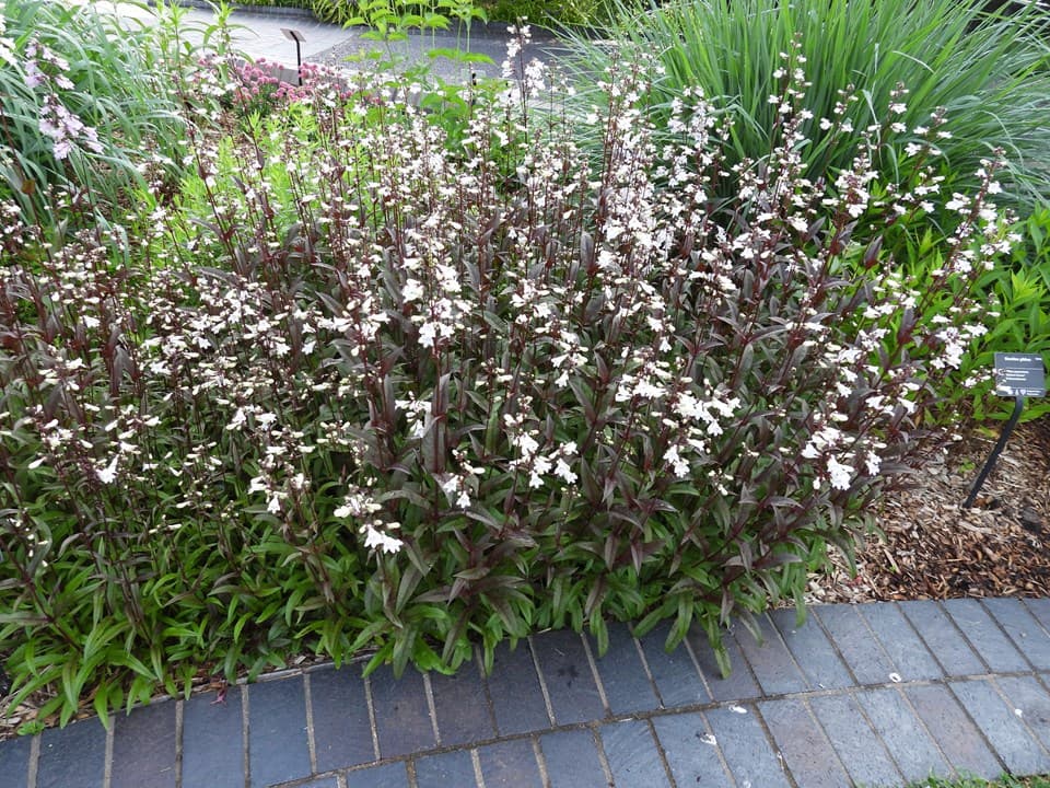 Husker Red Penstemon (Penstemon digitalis 'Husker Red')