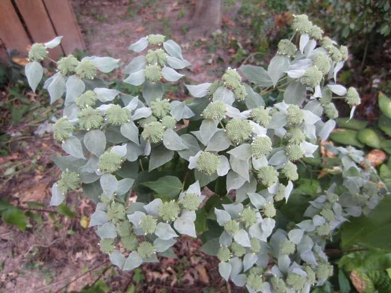 Mountain Mint (Pycnanthemum muticum)