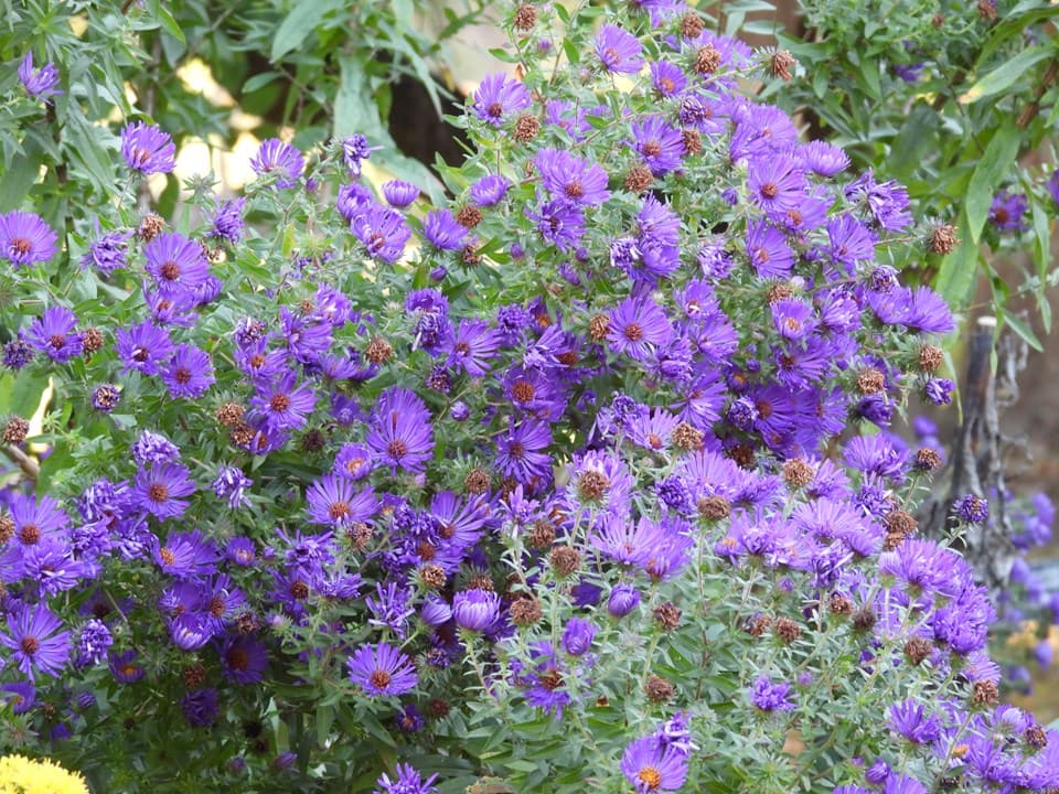 New England Aster (Symphyotrichum novae-angliae)