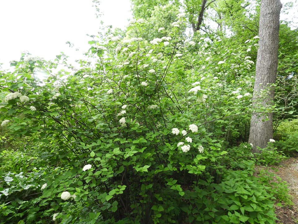 Southern Arrowwood (Viburnum dentatum)