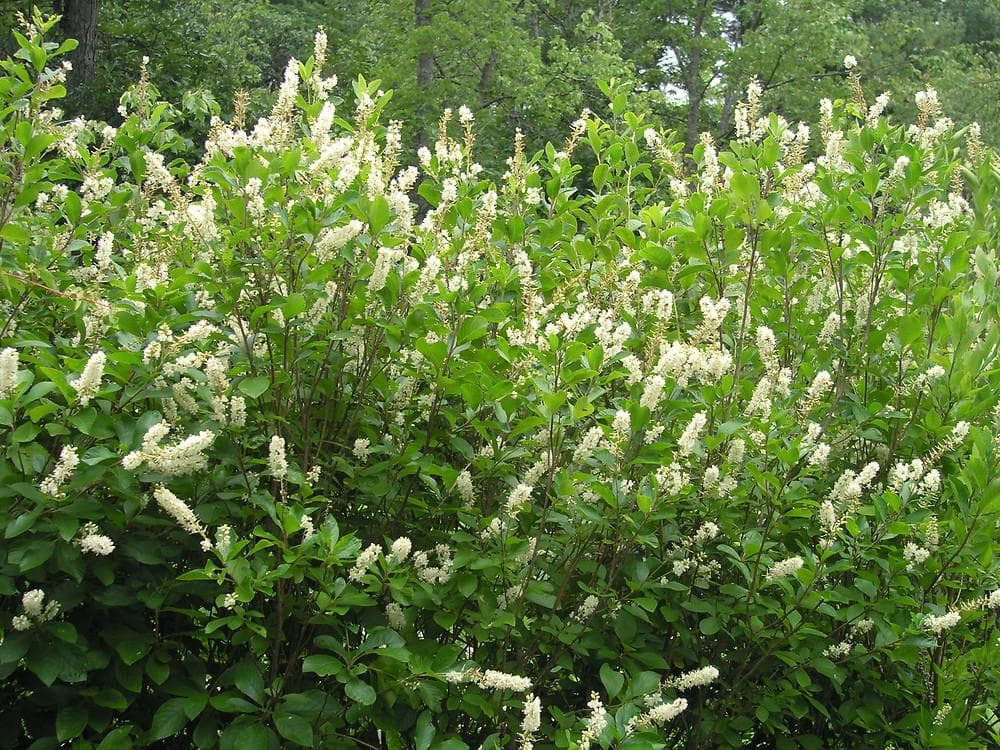 Sweet Pepperbush (Clethra alnifolia)