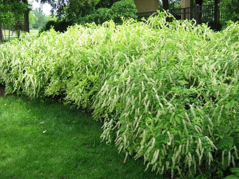 Virginia Sweetspire (Itea virginica)
