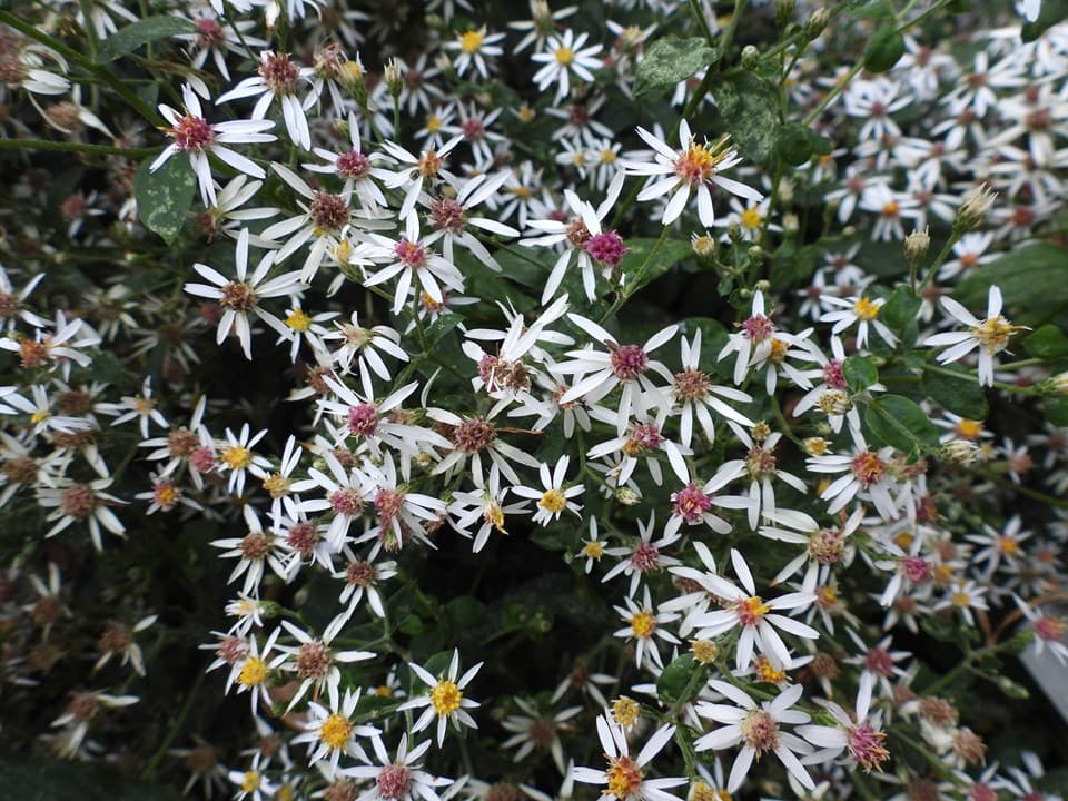 White Wood Aster (Eurybia divaricata)