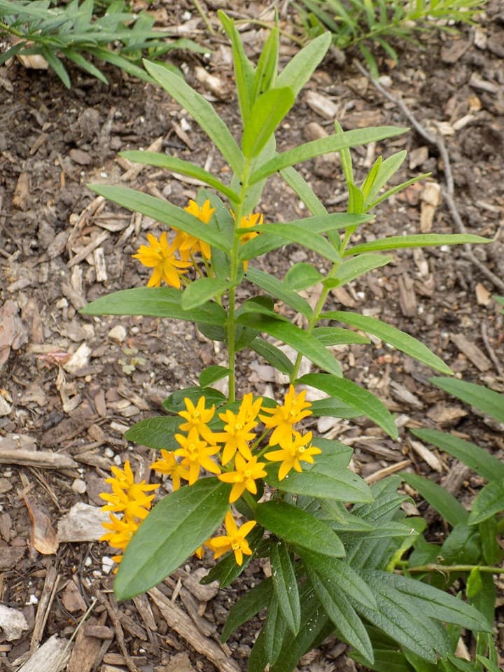 Yellow Butterfly Milkweed (Asclepias tuberosa 'Hello Yellow')