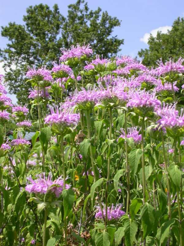 Beebalm (Monarda fistulosa)