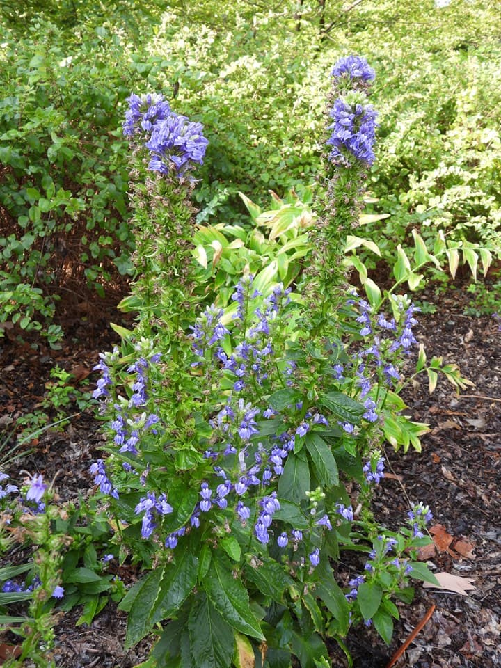 Blue Cardinal Flower (Lobelia siphilitica)