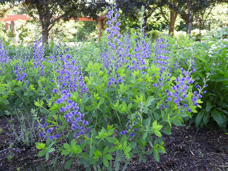 Blue False Indigo (Baptisia australis)