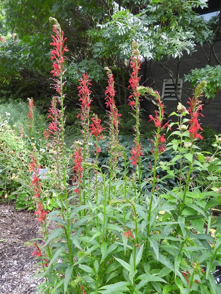 Cardinal Flower (Lobelia cardinalis)