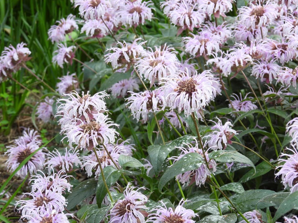 Eastern Beebalm (Monarda bradburiana)