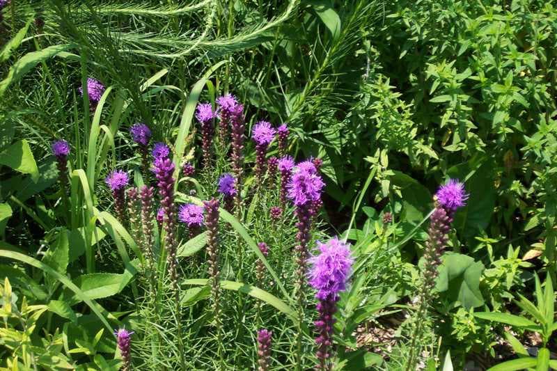 Gayfeather (Liatris spicata)