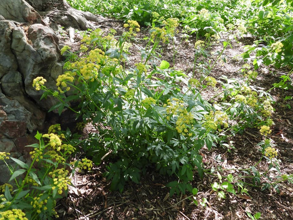 Golden Alexanders (Zizia aurea)