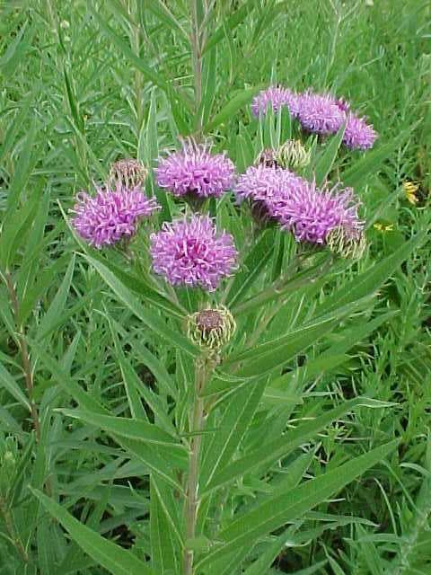 Ironweed (Vernonia noveboracensis)