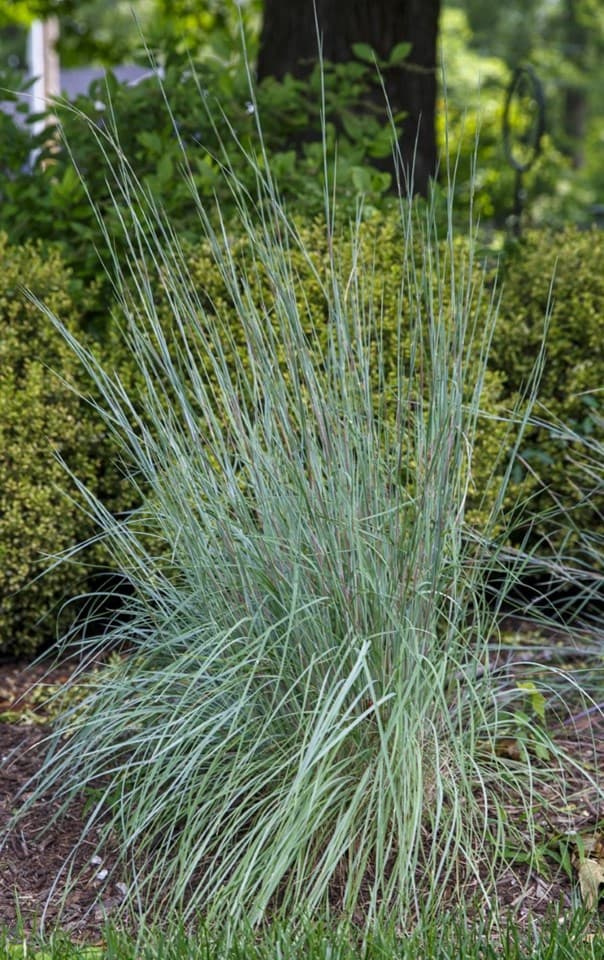 Little Bluestem (Schizachyrium scoparium)