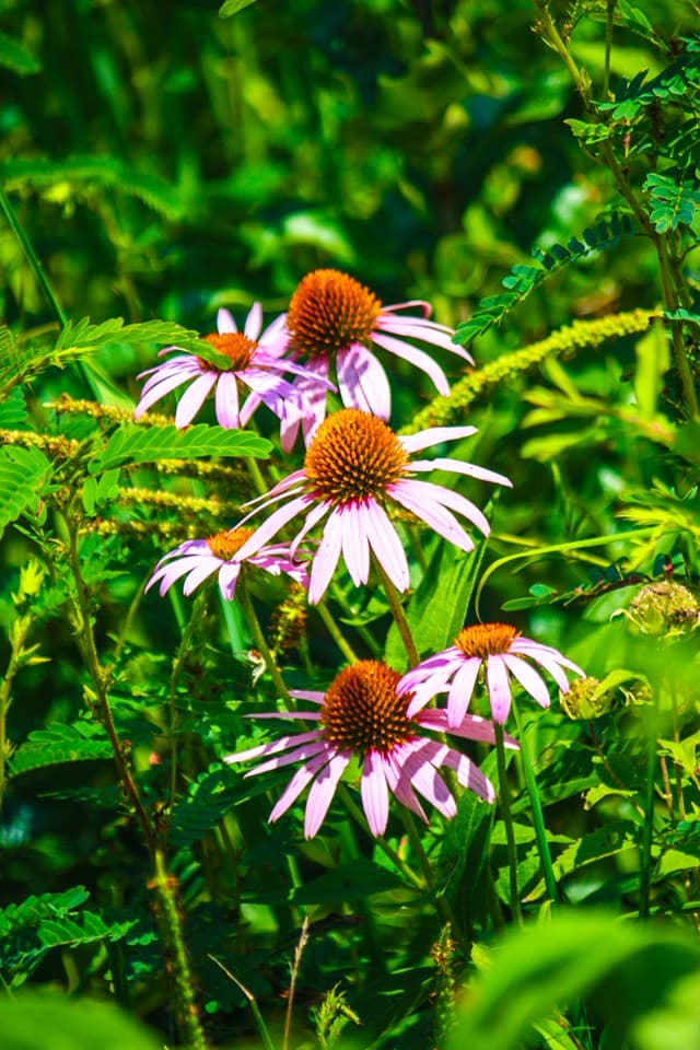 Purple Coneflower (Echinacea purpurea)