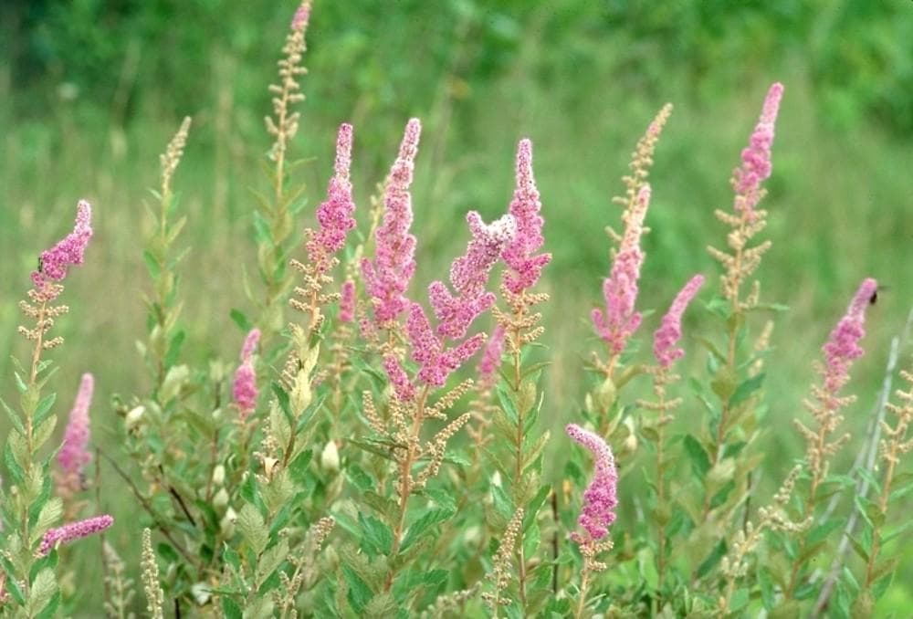 Steeplebush (Spiraea tomentosa)