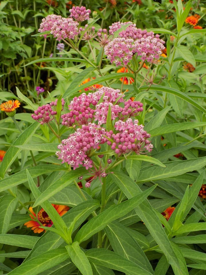 Swamp Milkweed (Asclepias incarnata)