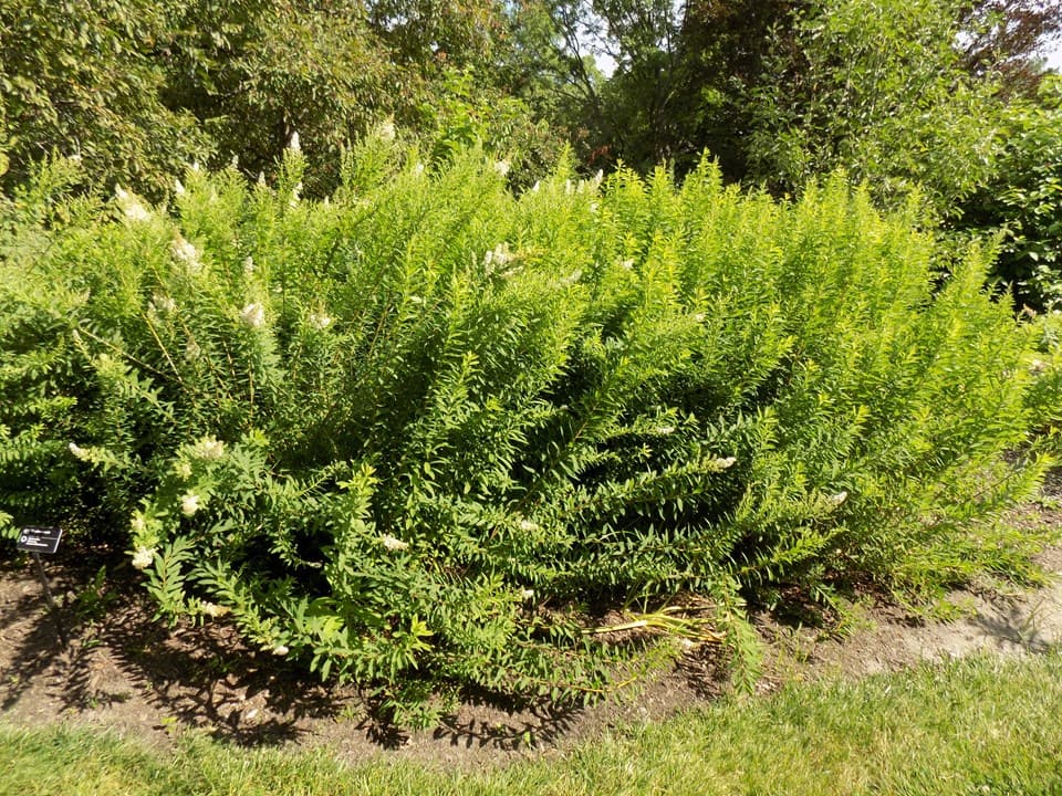 White Meadowsweet (Spiraea alba)