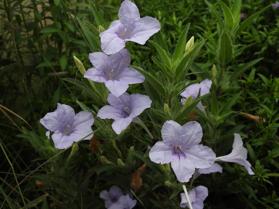 Wild Petunia (Ruellia humilis)