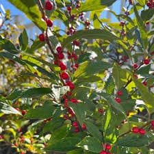 Winterberry (Ilex verticillata)