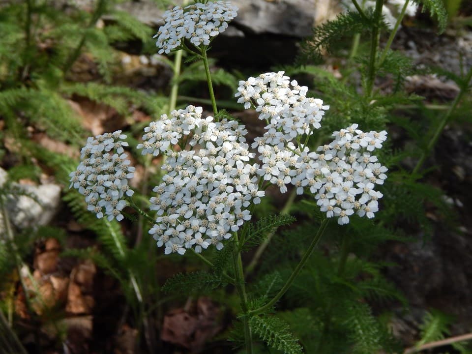Yarrow (Achillea millefolium)