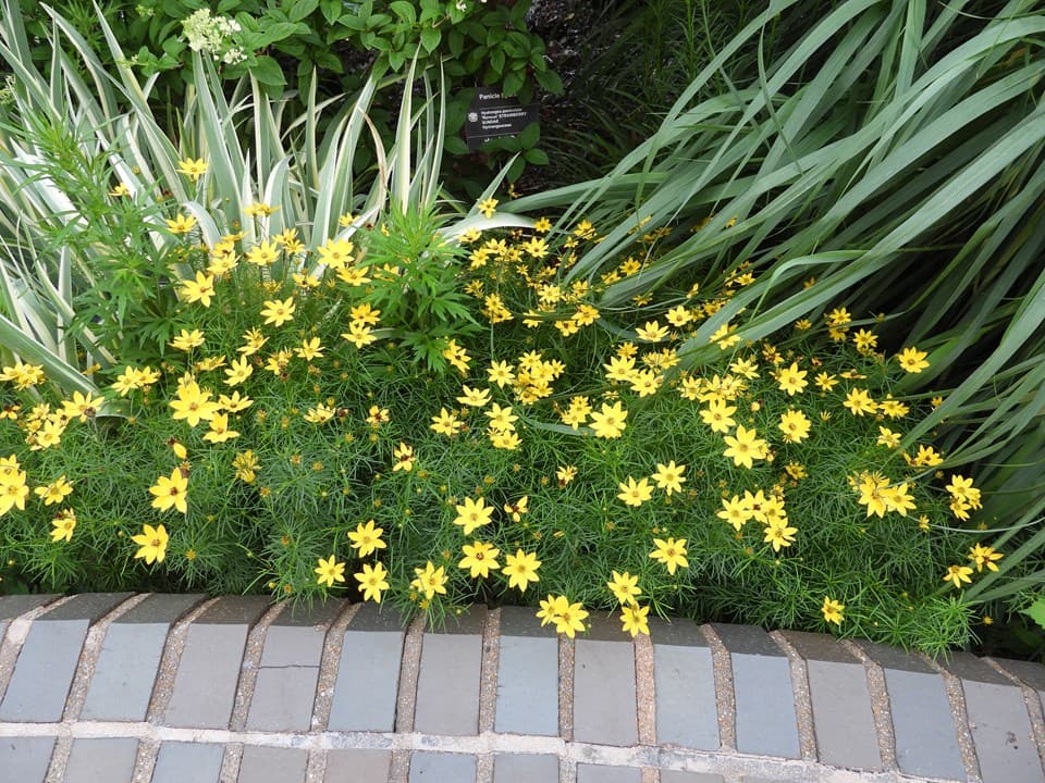 Zagreb Coreopsis (Coreopsis verticillata 'Zagreb')