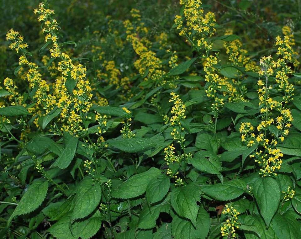 Zigzag Goldenrod (Solidago flexicaulis)
